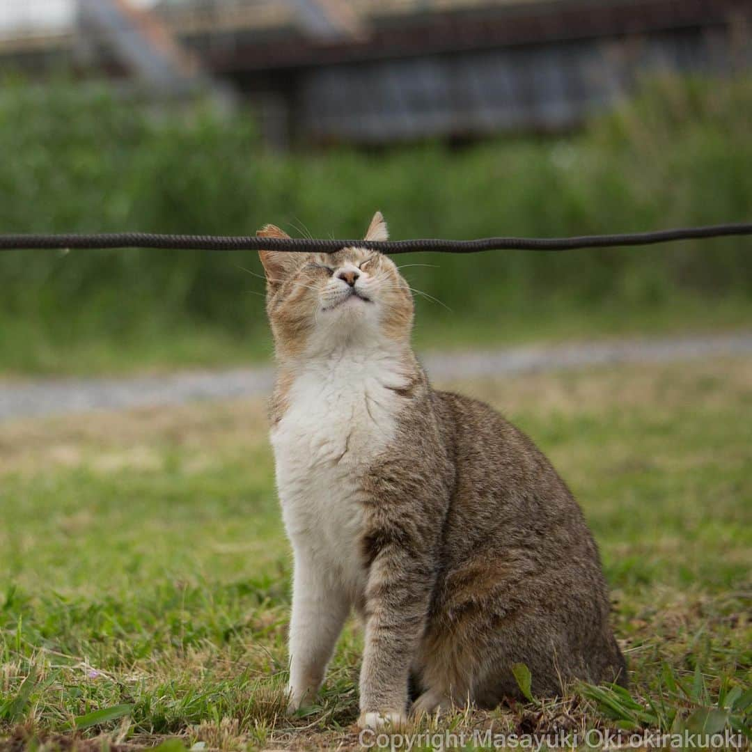 Masayukiさんのインスタグラム写真 - (MasayukiInstagram)「おでこもしっかりと。  #cat #ねこ」6月11日 21時14分 - okirakuoki