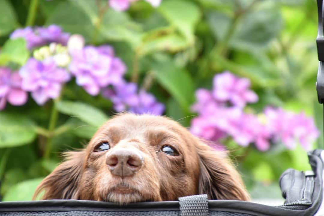 etsukoさんのインスタグラム写真 - (etsukoInstagram)「* 2019.06.11 はむぅ～＿(　_´ω`)_ * * * 🐶💬 『一休み…一休み…』 * * * 👧💬 『(*≧ｍ≦*)プププ』 * * * 確かに…。 一休みも 大切だね A〜ha( ¯∀¯ )☝ * * * #カートのふちに顎乗せしてます #アロハと花巡り2019 #紫陽花 #あじさい #アロハと足柄散歩 #ミニチュアダックスフンド #ミニチュアダックス #ダックスフンド #ダックス #チョコソリッド #ワンコなしでは生きて行けません会 #犬のいる暮らし #miniaturedachshund #miniaturedachs #dachshund #dachs #dogoftheday #ig_dogphoto  #instadog #todayswanko #east_dog_japan #alohahappy🐶 * * *」6月11日 21時24分 - aloha_with_etsuko