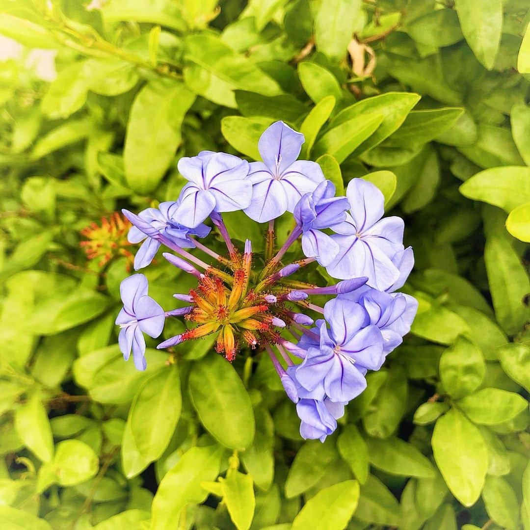 とよた真帆さんのインスタグラム写真 - (とよた真帆Instagram)「花びらが半分散って‥更に不思議な美しい魅力のお花😊  #花 #flower #green #お散歩」6月11日 21時34分 - maho_toyota