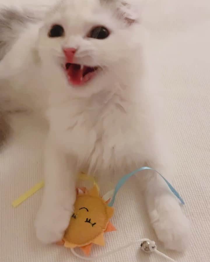 のんたのインスタグラム：「ぱんちゃんのカカカ！いま動画で撮れました👍 ・ #scottishfold #catstagram_japan #catsofinstagram #cats_of_instagram #catoftheday #purr #ilovemycat #bestmeow #catlover #cutecat #kittensofinstagram #cute #スコティッシュフォールド#スコティッシュフォールドロングヘア#こねこ」