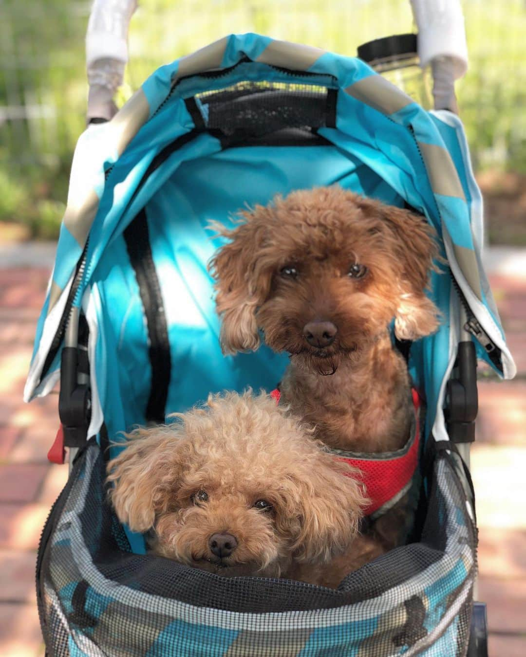 パク・ヒヨンさんのインスタグラム写真 - (パク・ヒヨンInstagram)「보고싶다 #애기들 #cookie #muffin  #family very miss you guys 💕」6月11日 22時02分 - heeyounglpga