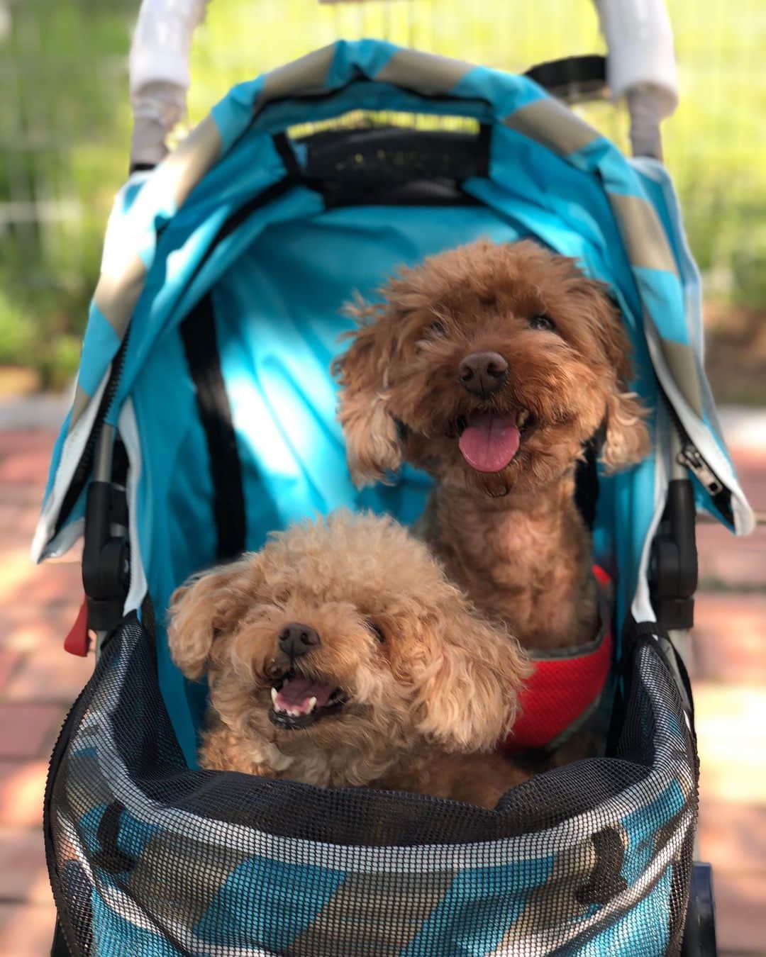 のインスタグラム：「보고싶다 #애기들 #cookie #muffin  #family very miss you guys 💕」