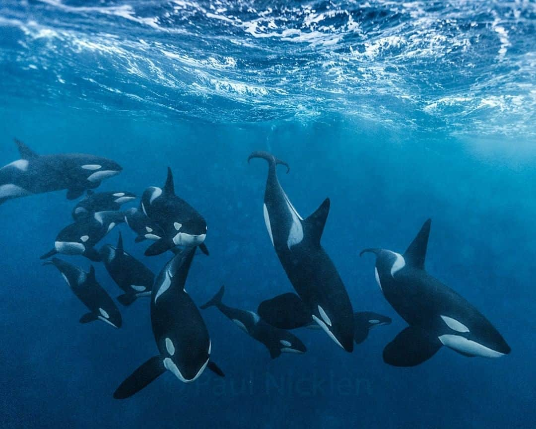 National Geographic Travelさんのインスタグラム写真 - (National Geographic TravelInstagram)「Photograph by @PaulNicklen | What is the coolest thing you have experienced in nature? For me, seeing a whole pod of orcas swimming towards me in the rough seas of Norway is definitely near the top of the list. The seas were over 6 feet tall during high winds. We almost didn’t go out. I’m glad we did. #Followme me @PaulNicklen to see many more images and video of orcas from Norway's icy waters.」6月11日 22時03分 - natgeotravel