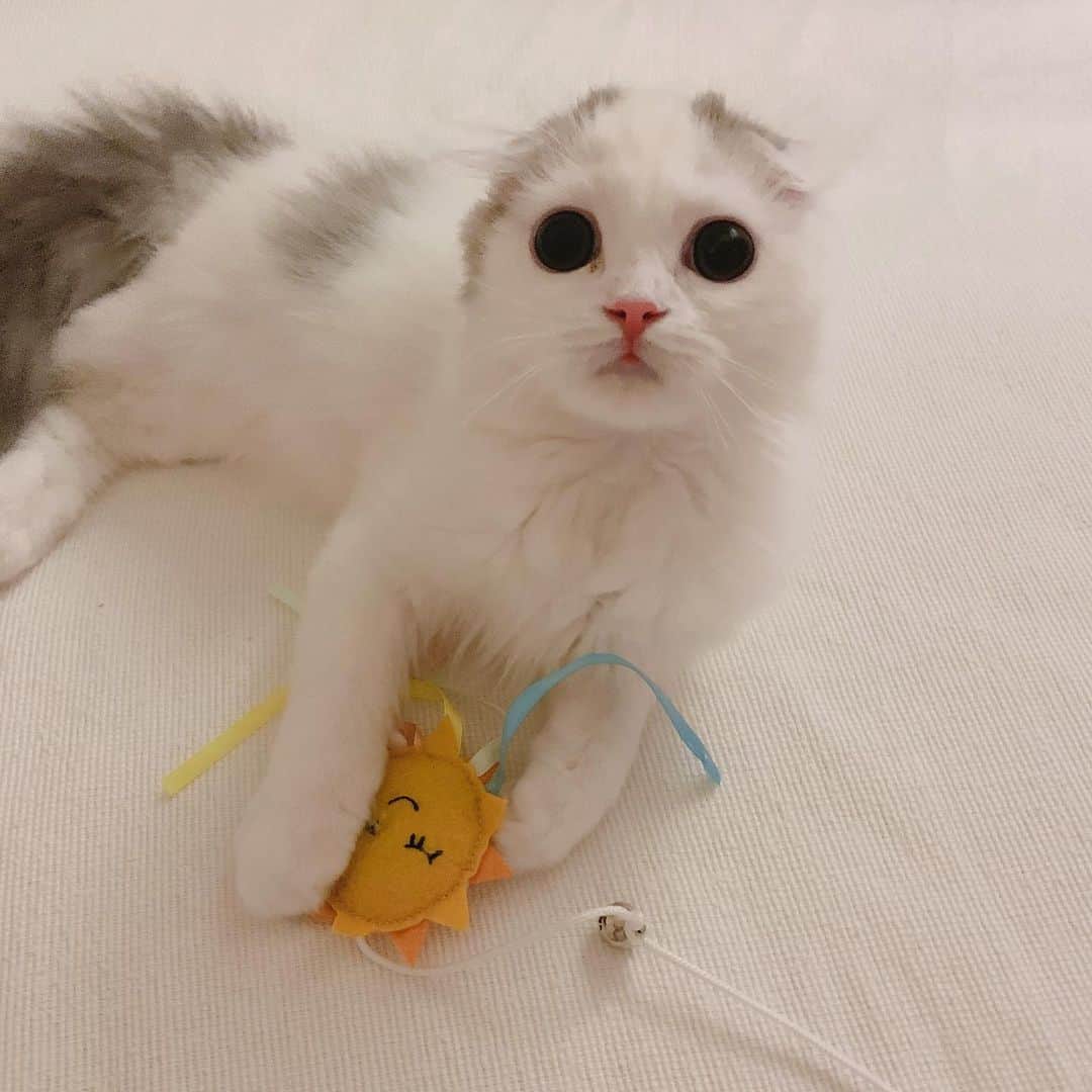 のんたのインスタグラム：「相変わらずこぼれ落ちそうなおメメのぱんちゃん キトンブルーが消えつつも少し緑が見えるので 病院の先生に聞いたら ぱんちゃんの瞳の色はヘーゼルかも？とのことでした💚 ・ #scottishfold #catstagram_japan #catsofinstagram #cats_of_instagram #catoftheday #purr #ilovemycat #bestmeow #catlover #cutecat #kittensofinstagram #cute #スコティッシュフォールド#スコティッシュフォールドロングヘア」
