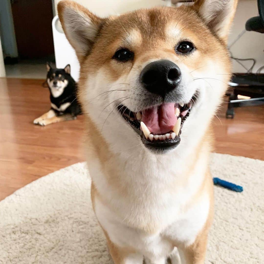 のインスタグラム：「Henlo Henlo hoomans! 🐾 🐾 🐾 #FrickoandKeaton #🐶 #☀️ #shiba #shibainu #dog #柴犬 #赤柴 #黒柴  #adorable #shibalovers #shibaholics  #dogoftheday  #weeklyfluff #aww #dogstagram  #dogscorner #puppiesofinstagram #shibapuppy」