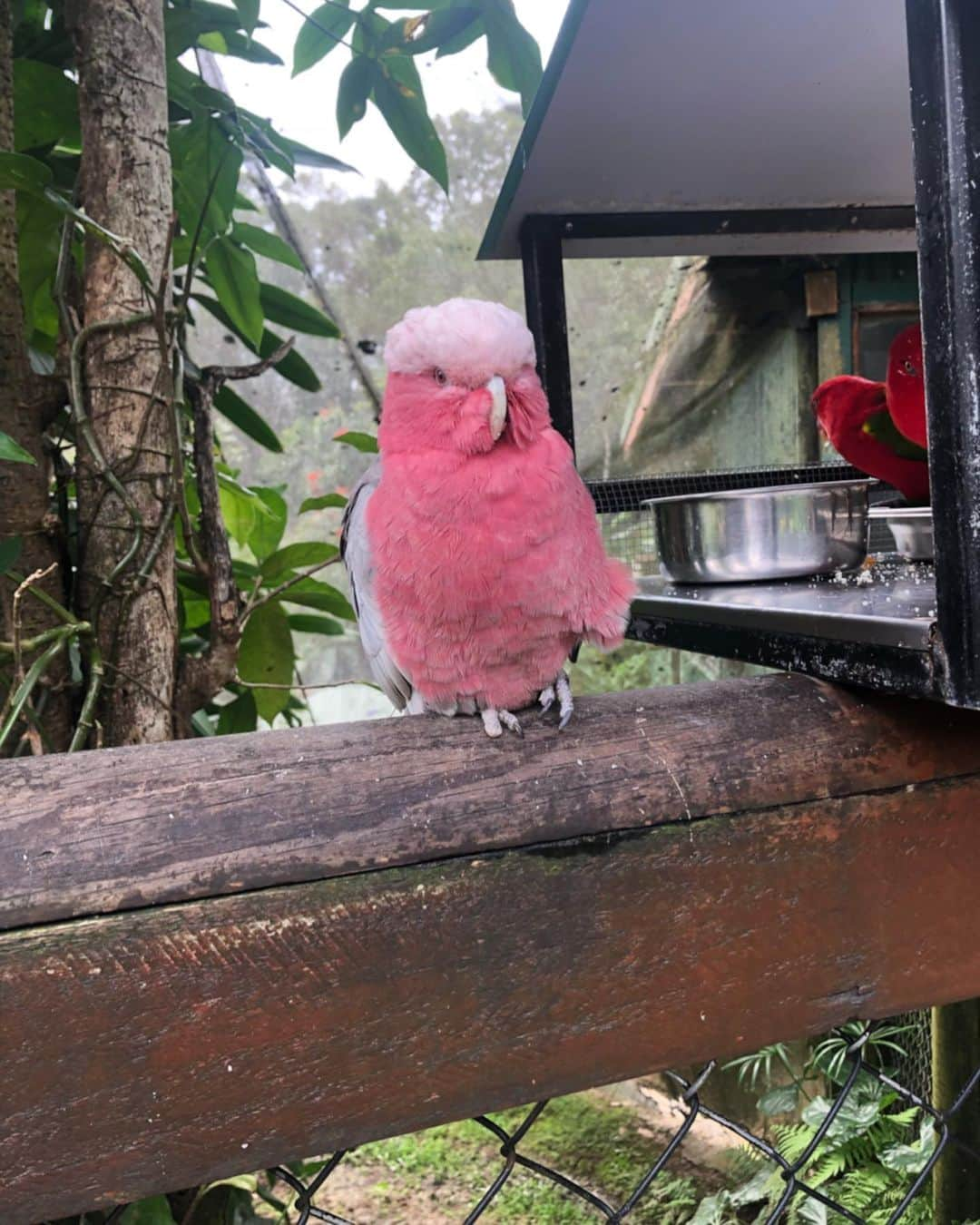 長久梨那さんのインスタグラム写真 - (長久梨那Instagram)「． 鳥使い🐤 ． 教訓 オウムのくちばしは鋭い ． 学んだこと 鳥は概ね気が強い #鳥 #オウム #インコ #鳥使い #オーストラリア #ケアンズ #キュランダ #バードワールド #旅行 #旅 #海外旅行 #japan #girl #japanesegirl #birder #bird #parrot #inco #australia #cairns #kuranda #birdworld #trip #travel #instagood #instadaily #instagirl #instatravel #フォローミー #followme」6月11日 22時37分 - rinanagahisa