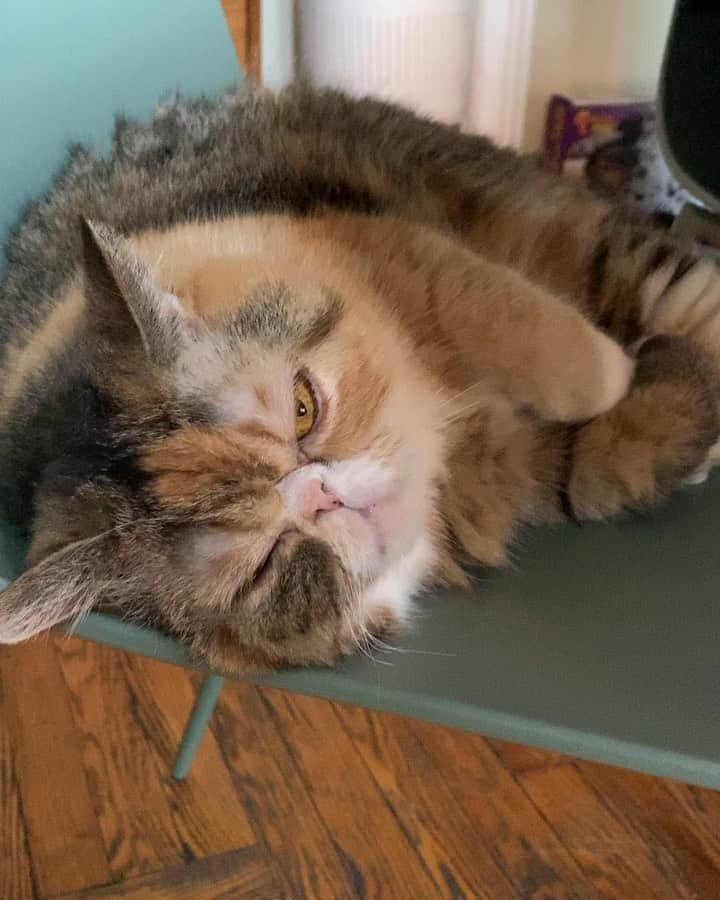 Tinaのインスタグラム：「Wheezy’s new favorite spot. 🥰」