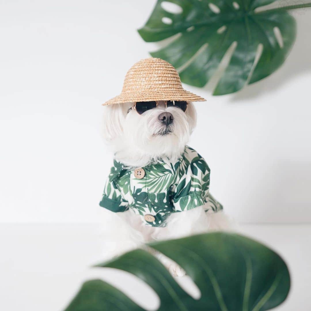 hi.arodのインスタグラム