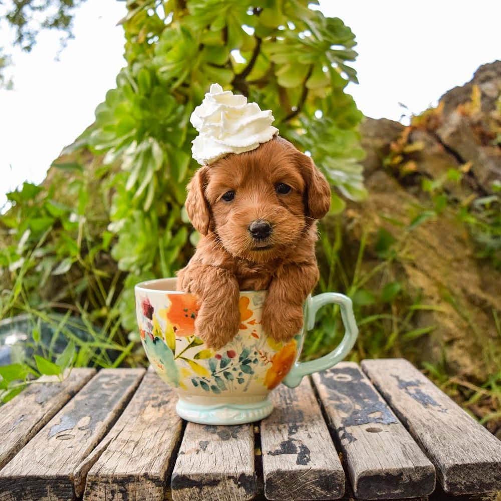 DogsOf Instagramのインスタグラム：「“Life tip from little baby Chai: Always say yes when the barista asks if you want whipped cream with your drink!” writes @mabel_doodleandsibs  #dogsofinstagram」