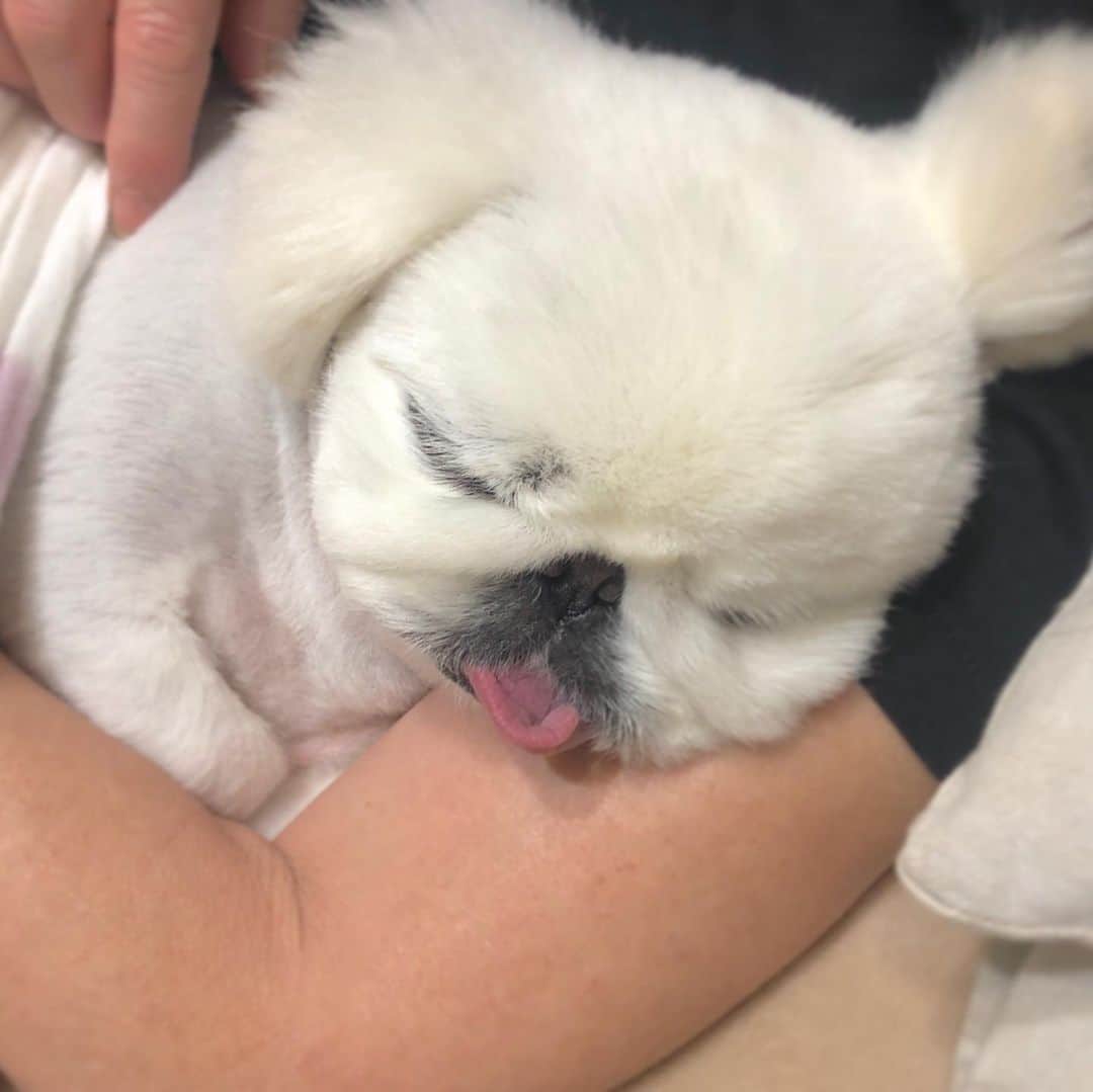 こなつのインスタグラム：「うでまくらにーず🐶❤️🐻💛🐼💚」
