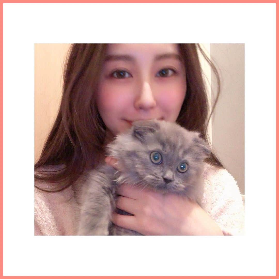 のインスタグラム：「今日新しい家族をお迎えしました🐱 スコティッシュフォールドのステラ♥️女の子です💕 ティティー先輩との対面は、様子を見ながらゆっくりしていきたいと思います😊 ずっとずっとティティーの兄弟をお迎えしたいと思っていました✨ ティティーの体調をみつつトキメキの出会いを待っていてやっとやっとこの子と縁が結ばれたの🐾 2匹を幸せにできるように、頑張ります💕 愛おしくてたまりません💕ふわふわの宝物♡ ・ #スコティッシュフォールド#スコ#ブルータビー#猫#cat #ひつじまる#instalove」