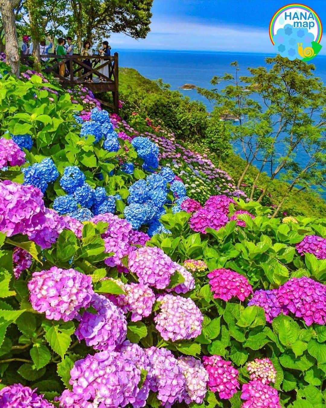 はなまっぷ❁日本の花風景さんのインスタグラム写真 - (はなまっぷ❁日本の花風景Instagram)「💠☔️はなまっぷの紫陽花まつり☔️💠 * @landscape133 さんの 紫陽花に花まるを💮 * 梅雨を彩る素敵な紫陽花をありがとうございます😊💠 * 宮崎  #桃源郷岬 Togenkyo Point, Miyazaki Pref. * 💠アジサイの花言葉💠 家族団らん、仲良し * ☔️•••💠•••🌈•••🐸•••🌈•••💠•••☔️ * 💠紫陽花まつり概要💠 * 期間:〜6/30頃まで * タグ:#はなまっぷ イベント用タグはありません * #はなまっぷ  のタグの中から、紫陽花のお写真をどんどんご紹介させていただきます。期間中はランダムに、複数枚投稿でもご紹介させていただく場合がございます。 * #紫陽花#アジサイ#あじさい#日本#梅雨#花 * ☔️•••💠•••🌈•••🐌•••🌈•••💠•••☔️ *」6月11日 23時17分 - hanamap