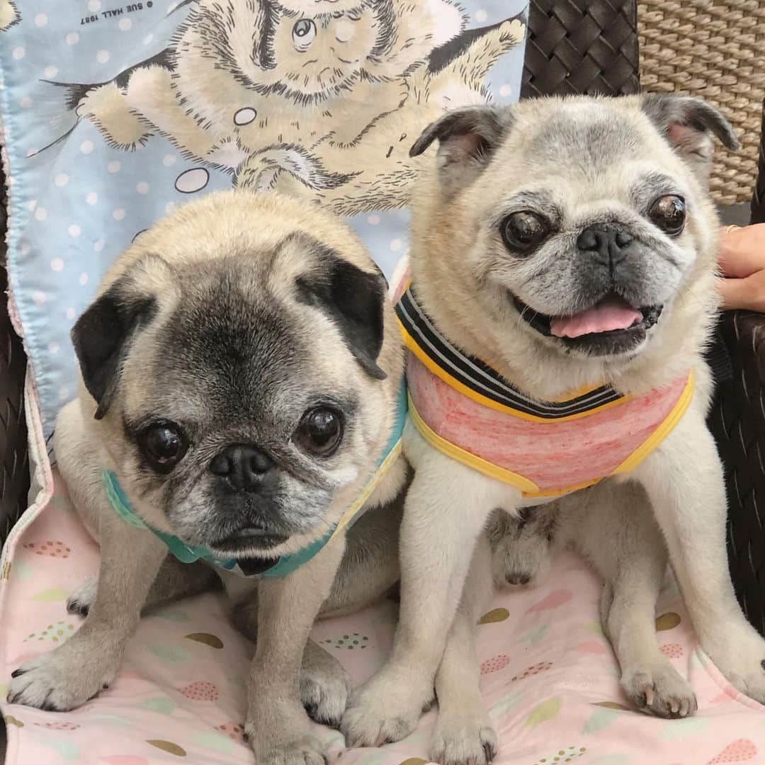八兵衛のインスタグラム：「Hachibei & friend Guli☺️✨ * * ぐりちゃんと 鍼灸治療の日。 * * 八兵衛は アゴ乗せして 極楽極楽〜🤤のお灸。 * * #首に鍼刺さってるよ #犬の鍼灸 #鍼灸治療 #犬の鍼灸治療 #東洋医学 #ほぼ黒パグ #おじいちゃん犬 #パグ #pug #puggy #puglife #puglove #petstagram #pugstagram #pugsofinstagram #pugs #dog #ふわもこ部  @igersjp #IGersJP #east_dog_japan #pecoイヌ部 #八兵衛 #はちべえ #朝ワンコ夕ニャンコ」