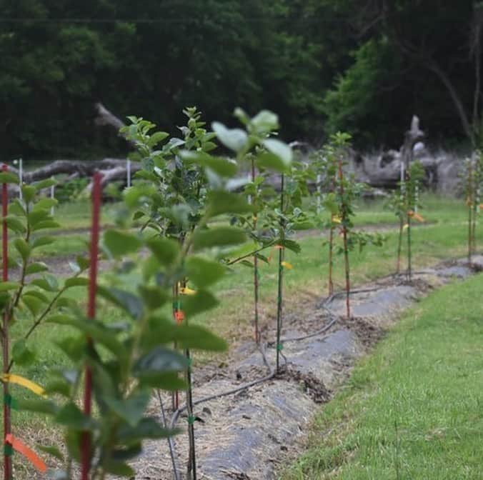 ジェニファー・ガーナーさんのインスタグラム写真 - (ジェニファー・ガーナーInstagram)「Family farm update! 👩🏻‍🌾🌾 🚜 20 inches of rain—tough on the beets, but the blueberries are thriving! 😁 #comingsoontoababynearyou @onceuponafarm #soyouthinkyoucanfarm」6月11日 23時17分 - jennifer.garner