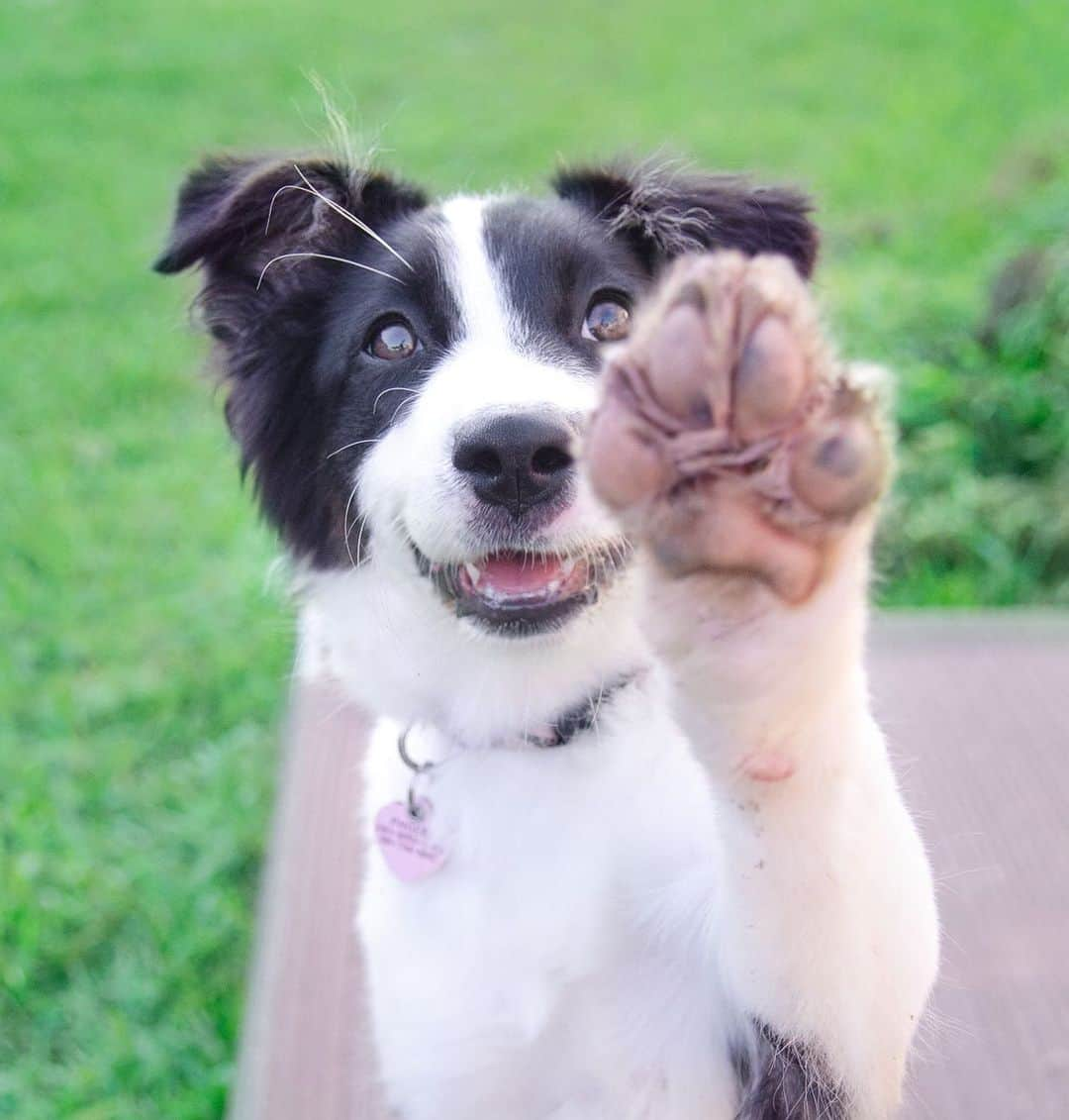 Jazzy Cooper Fostersさんのインスタグラム写真 - (Jazzy Cooper FostersInstagram)「Dirty beans have more fun! 🐾🐾 #whoworeitbetter」6月11日 23時38分 - bordernerd