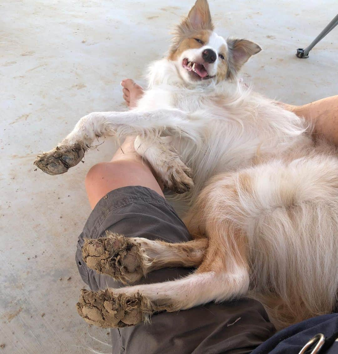 Jazzy Cooper Fostersさんのインスタグラム写真 - (Jazzy Cooper FostersInstagram)「Dirty beans have more fun! 🐾🐾 #whoworeitbetter」6月11日 23時38分 - bordernerd