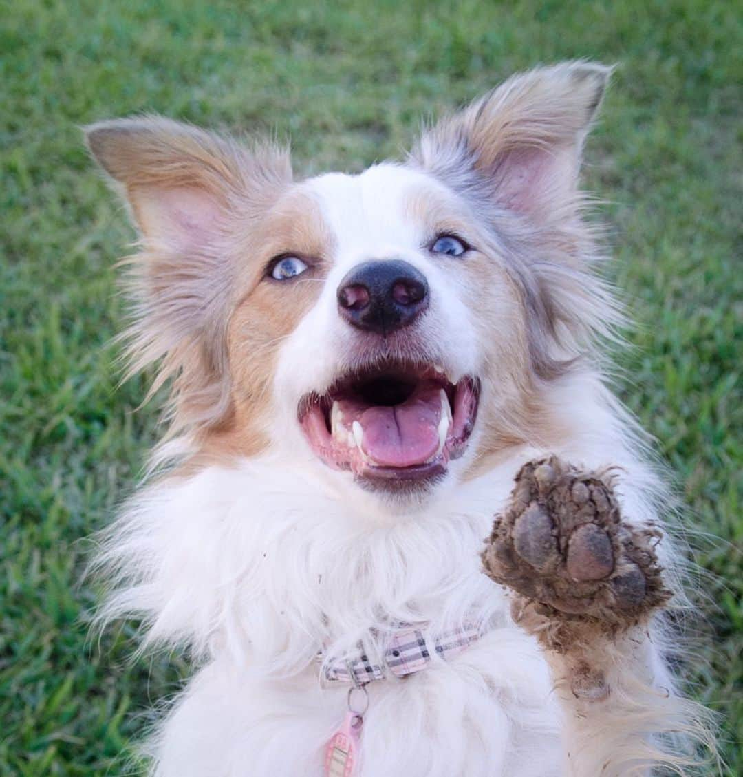 Jazzy Cooper Fostersさんのインスタグラム写真 - (Jazzy Cooper FostersInstagram)「Dirty beans have more fun! 🐾🐾 #whoworeitbetter」6月11日 23時38分 - bordernerd