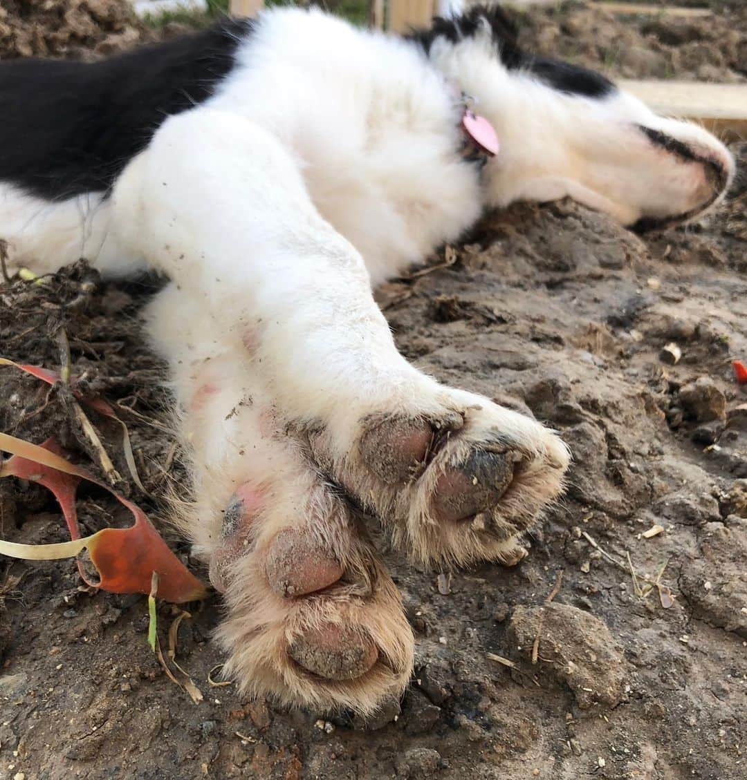 Jazzy Cooper Fostersさんのインスタグラム写真 - (Jazzy Cooper FostersInstagram)「Dirty beans have more fun! 🐾🐾 #whoworeitbetter」6月11日 23時38分 - bordernerd