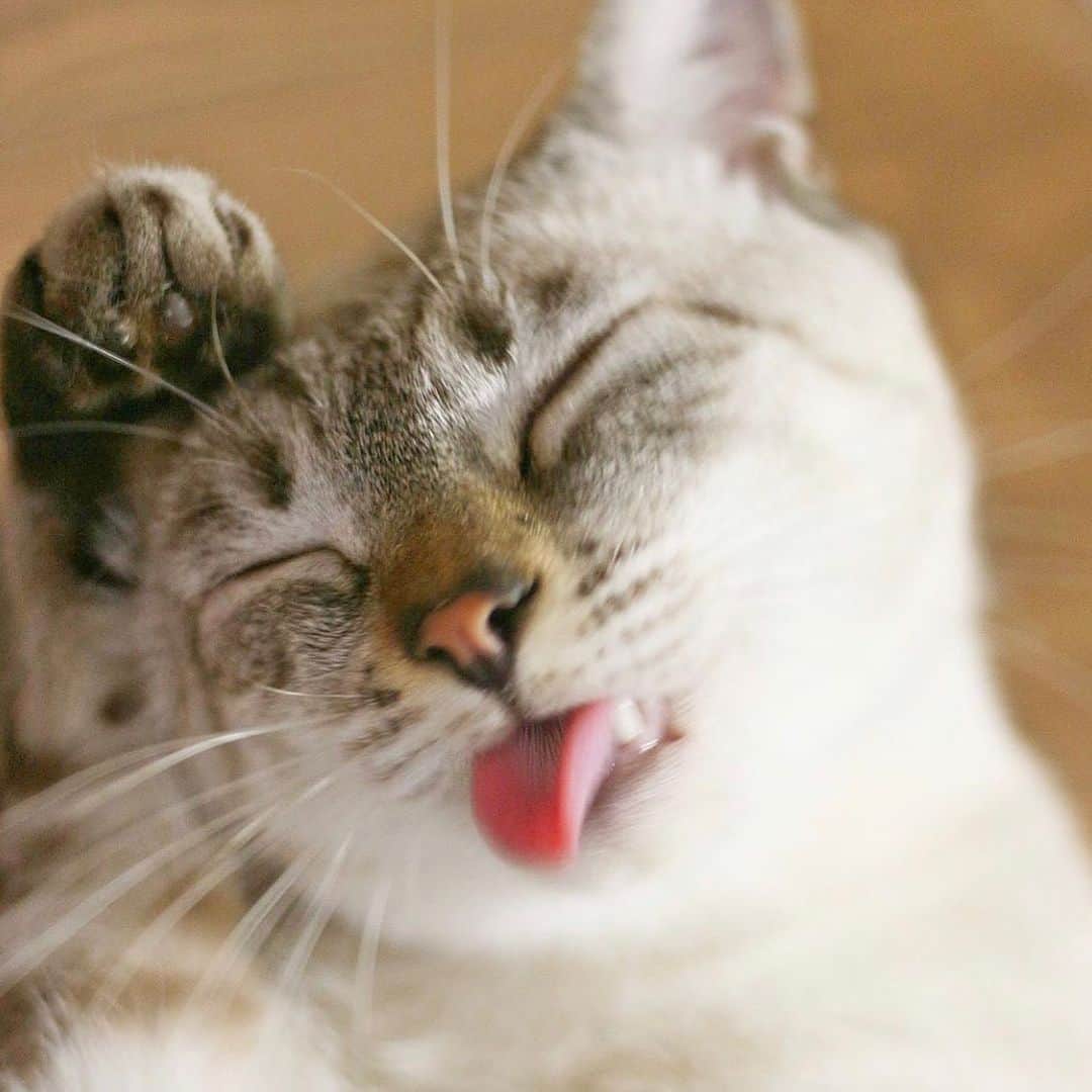 Petioのインスタグラム