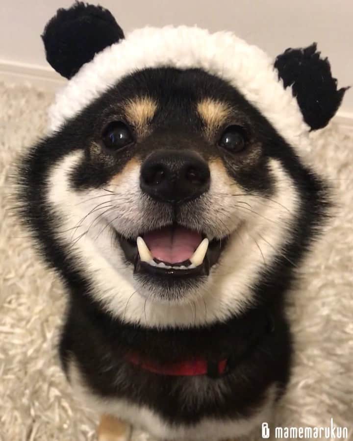まめ丸のインスタグラム：「* * おやつまちパンダ🐼さん🐶💓 #だんだん閉まる口 シリーズ * I'm panda🐼🐶💓 * #違和感なし #今日のおやつは鹿ちっぷす🦌 #まめ丸パンダ🐼 * #柴犬#豆柴#柴#黒柴#黒豆柴#犬#ふわもこ部#shiba#shibainu#shibastagram#shibadog#puppy#instadog#dogstagram#dog#mameshiba#instashiba#petstagram#pet#buzzfeedanimals#cute#cutedog#강아지#멍스타그램#doglover#まめ丸かぶりもの」