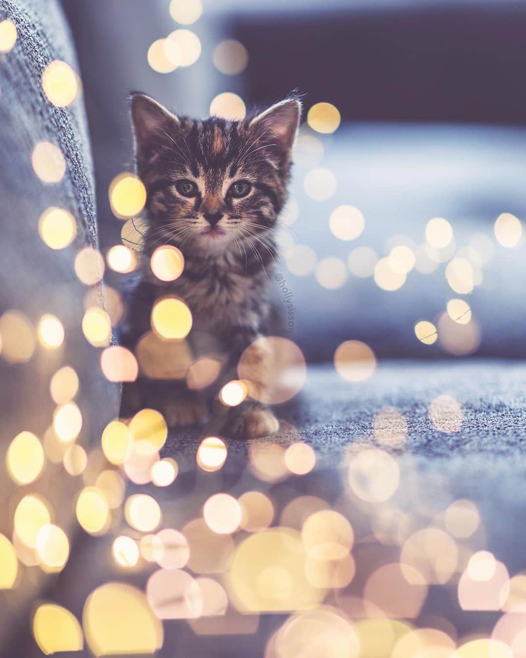 Holly Sissonのインスタグラム：「Bokeh Baby ☺️🐱❤️ #bokeh #kitten #tabbykitty #mainecoon (See more of Emma on @pitterpatterfurryfeet) ~ Canon 1D X MkII + 85 f1.4L IS @ f1.4  See my bio for full camera equipment information plus info on how I process my images. 😊」
