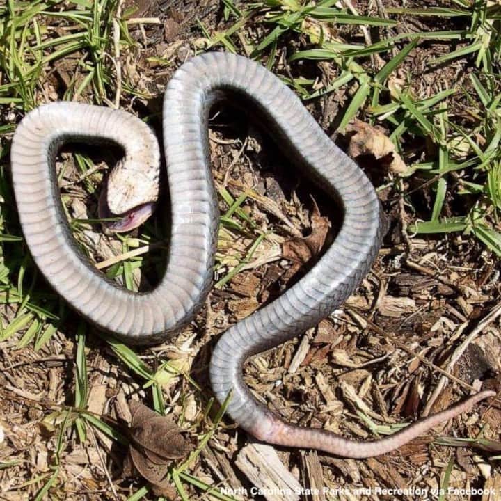 ABC Newsさんのインスタグラム写真 - (ABC NewsInstagram)「Parks and recreation officials in North Carolina issued a warning about a so-called "zombie snake" in the state that tends to "play dead." https://abcn.ws/2R5h9sh」6月12日 0時26分 - abcnews