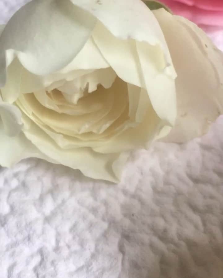 ジェシカ・ゾアのインスタグラム：「English Roses for American Beauty ✨ Thank You @tilly2milly 💕」