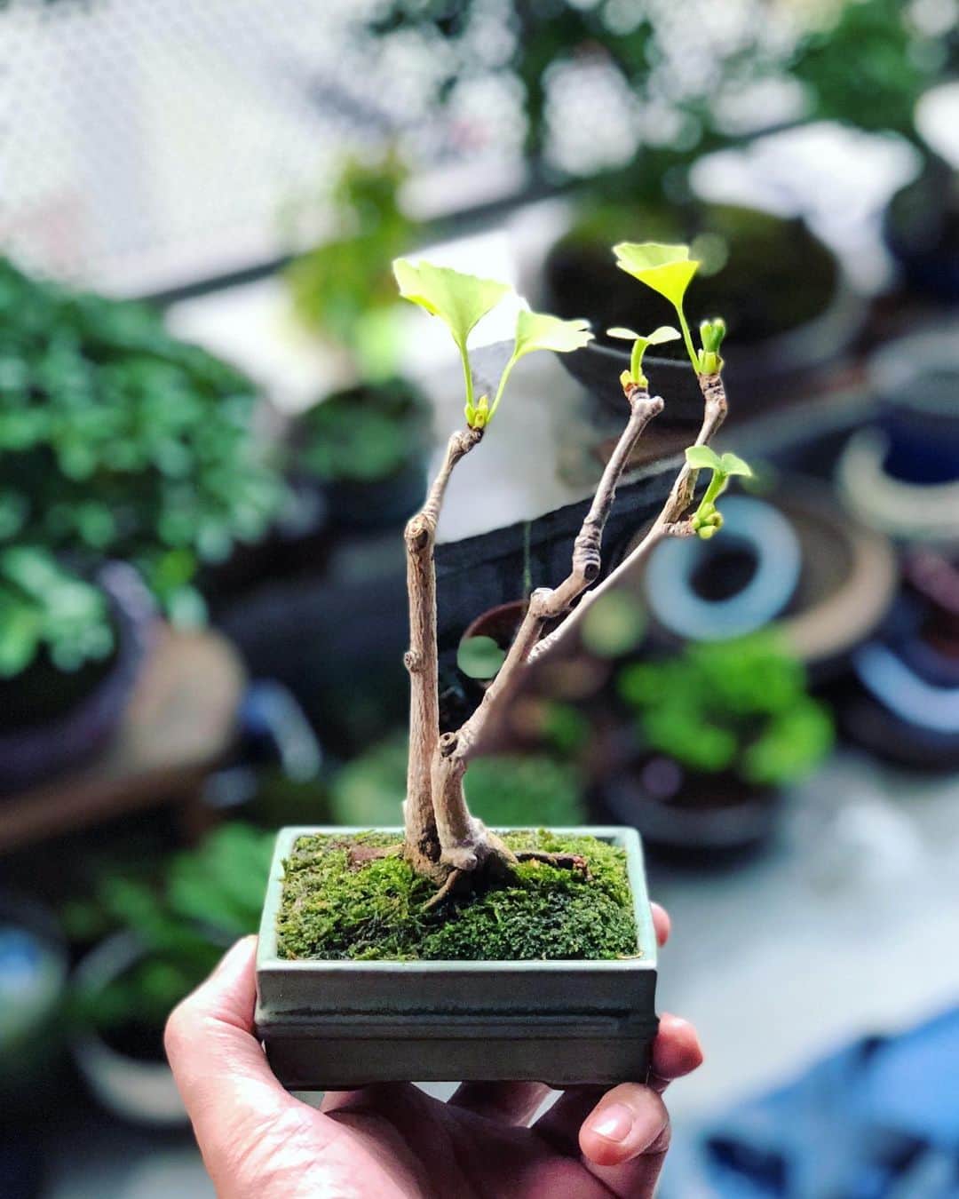 金成公信のインスタグラム：「イチョウの葉が可愛らしい。#イチョウ #銀杏 #ginkgo #盆栽 #bonsai #bonsaijapan #japanesebonsai #wabisabi #bonsailovers #bonsailife #bonsaitree #bonsaiart #bonsaigram #bonsaiworld #plants #tree #greenlife #greenlifestyle」