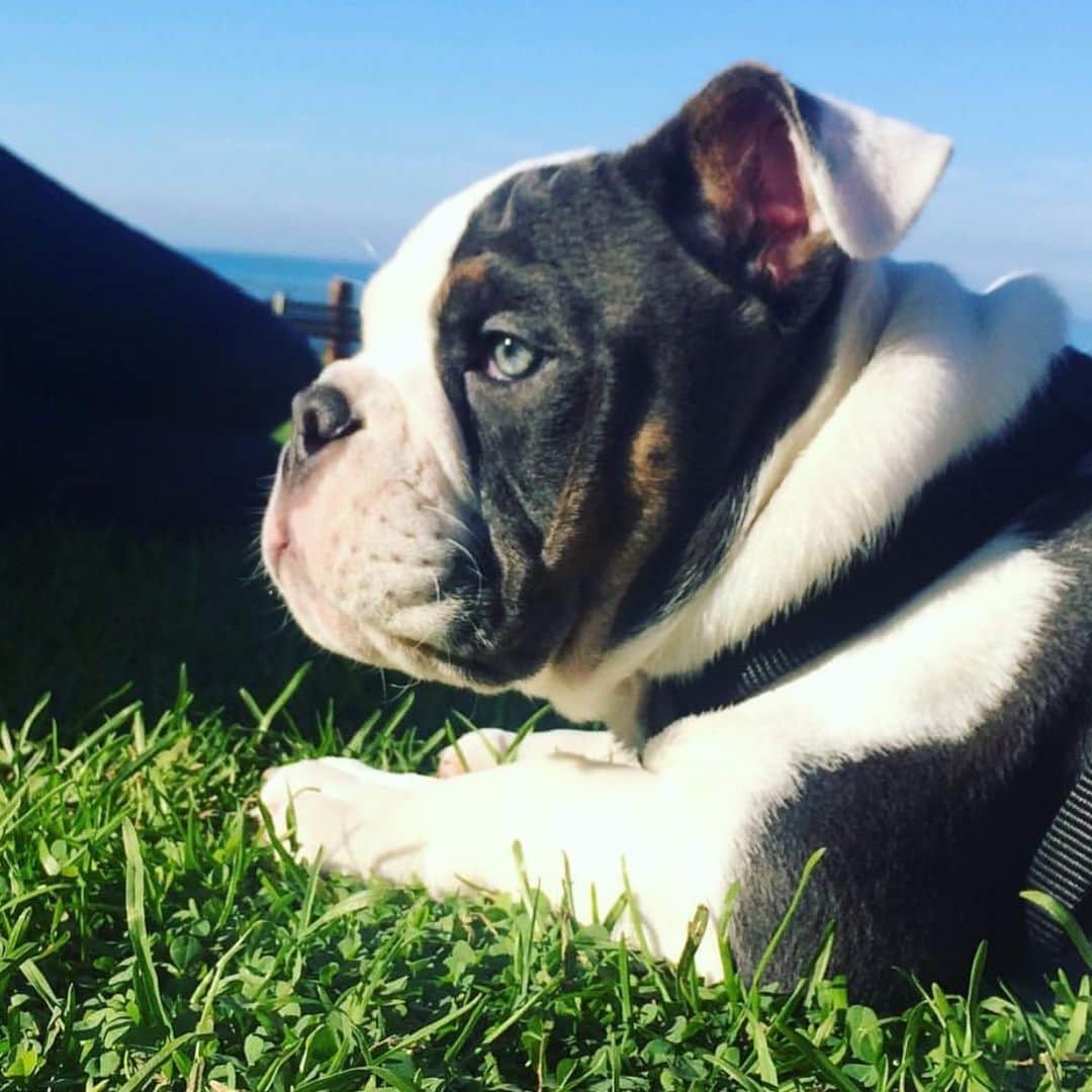 Bodhi & Butters & Bubbahさんのインスタグラム写真 - (Bodhi & Butters & BubbahInstagram)「Can’t stop staring at those ocean eyes . . . . . #bulldog #puppy #love #blue #eyes #baby #bestoftheday #cute #boy」6月12日 0時38分 - keonistuff