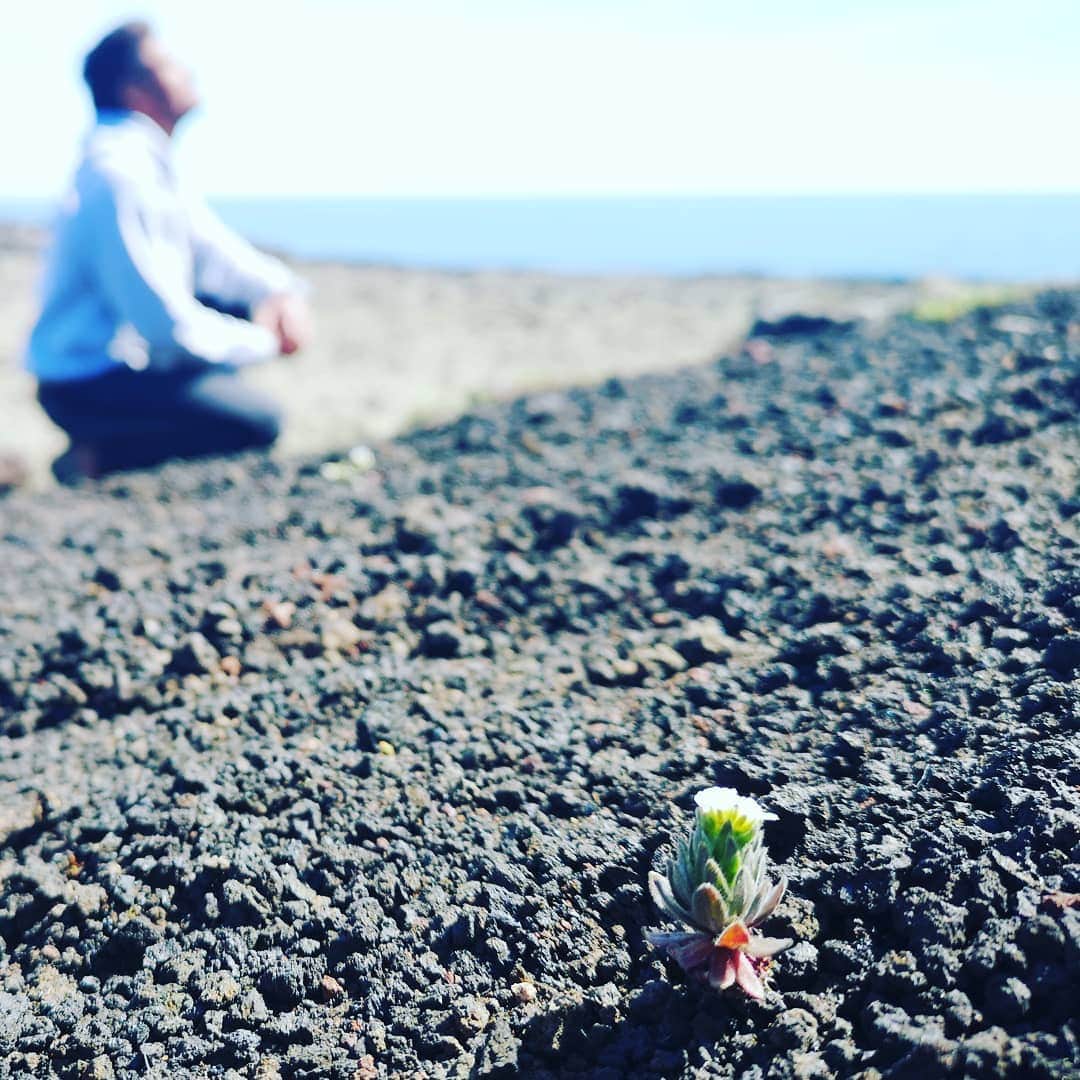 マヌー・ベネットさんのインスタグラム写真 - (マヌー・ベネットInstagram)「"Villimey" is an Icelandic flower that grows, where no other can grow in fact it seems, impossible for the flower to even exist yet it does, growing upon volcanic rock.」6月12日 0時46分 - manubennett