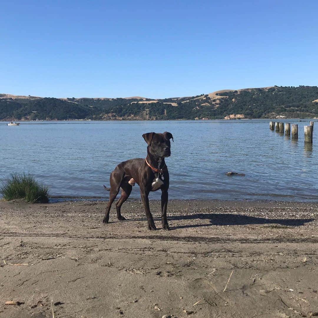 Dogs by Ginaさんのインスタグラム写真 - (Dogs by GinaInstagram)「Ive always been a water baby. I couldn’t imagine living in a land locked state and Im so grateful to live in a small bay area town where dipping in the pacific is a walk away. Benicia is a sweet sleepy town with lots of dog friendly things to do. My favorite- coffee and swimmin 🐾🖤 @farmandflour @statescoffee @visitbenicia」6月12日 0時51分 - napanatural.dogco