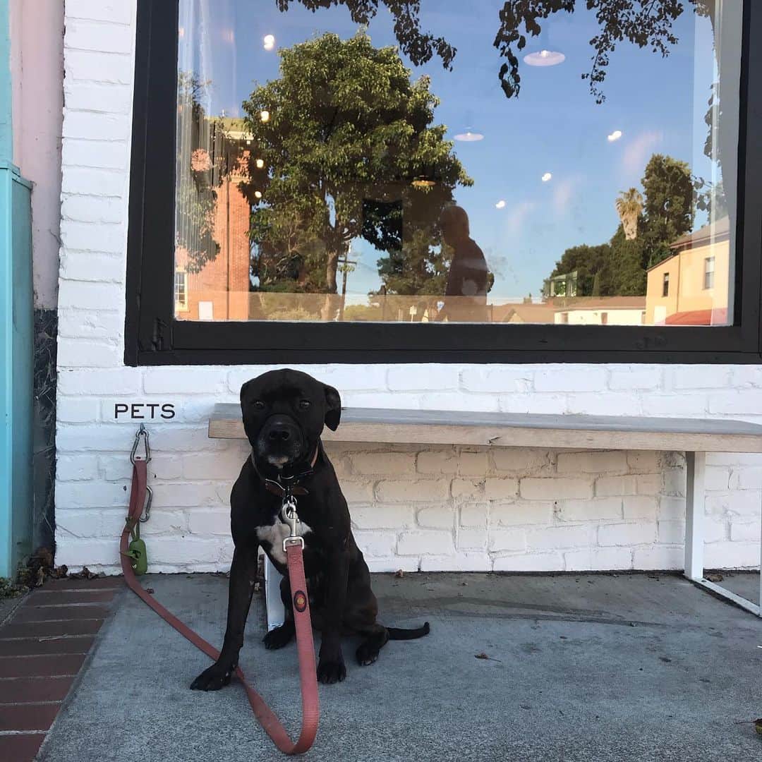 Dogs by Ginaのインスタグラム：「Ive always been a water baby. I couldn’t imagine living in a land locked state and Im so grateful to live in a small bay area town where dipping in the pacific is a walk away. Benicia is a sweet sleepy town with lots of dog friendly things to do. My favorite- coffee and swimmin 🐾🖤 @farmandflour @statescoffee @visitbenicia」