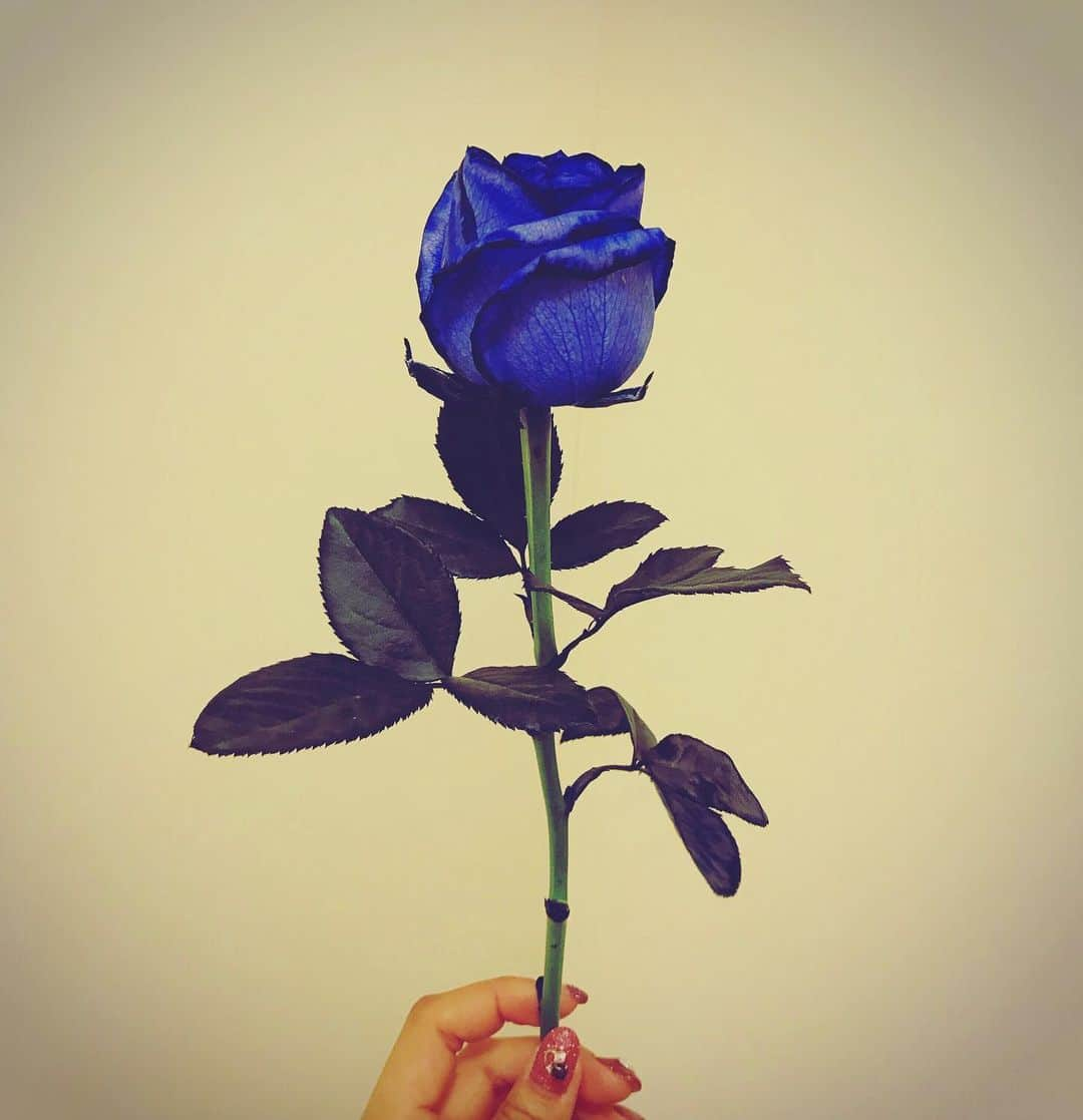 Marinaさんのインスタグラム写真 - (MarinaInstagram)「Blue rose. . . #rose #blue  #flower  #beautiful  #ありがとう」6月12日 10時15分 - aldiousmarina