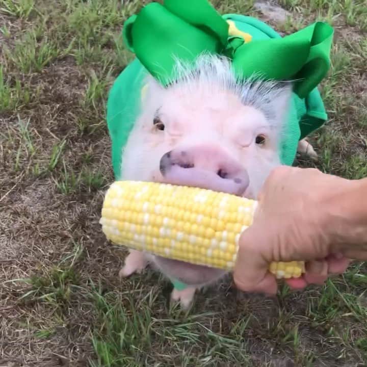 のインスタグラム：「You didn’t think we were going to miss #NationalCornontheCobDay did you? We had a blast on our trip, but it’s good to be back home with all our farm friends. (Fred and Barney joined our corn party, too. You can see them pigging out on @prissyandpops_helpinghooves).🐷💛🌽#cornonthecob #PiggyPenn #PoseyandPink #PrissyandPop」