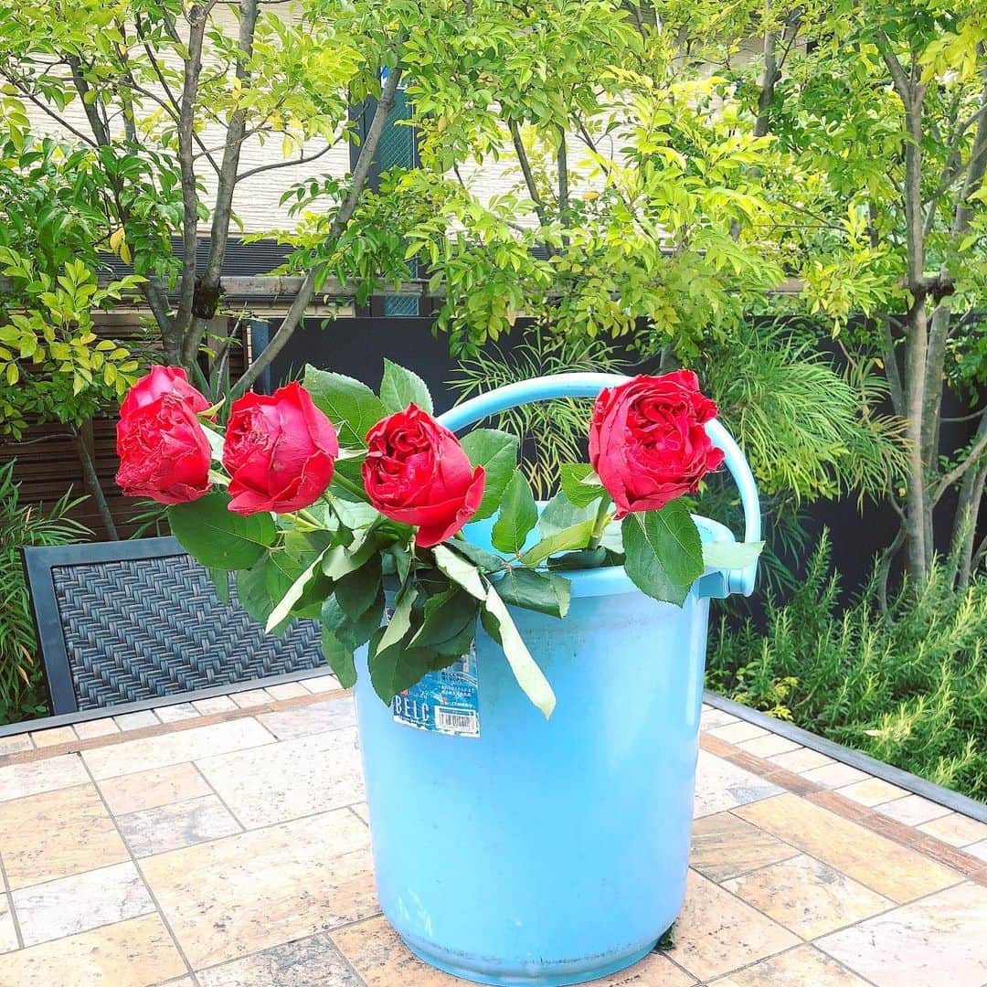 YUUKIさんのインスタグラム写真 - (YUUKIInstagram)「薔薇🌹 汚れたバケツに入ってても 綺麗なものはキレイ♡  #ブレない #在り方 #美しさとは  #今日の現場 #最高の作品 #プロの仕事 #instagood #photography #photooftheday #flowers #rose #beautiful #today #photo」6月12日 10時48分 - yuuki_._official