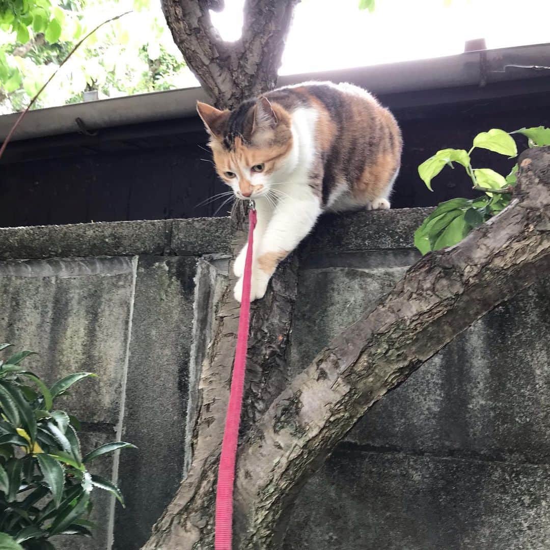 山田稔明さんのインスタグラム写真 - (山田稔明Instagram)「は！もうチミちゃんそこに登ること思いつかないと思ってたのに…。 #ポチ実 #三毛猫 #やめれ」6月12日 10時53分 - toshiakiyamada