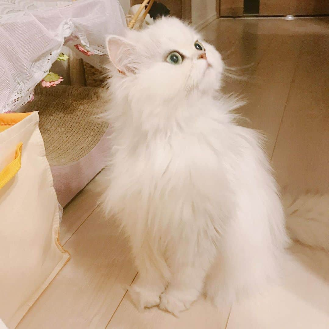 manami☺︎satoさんのインスタグラム写真 - (manami☺︎satoInstagram)「* ツンっ^ↀᴥↀ^ * ツンがあるからこそのデレの幸せ😂💗 * #小悪魔ふぅちゃん#チンチラシルバー#猫#ねこ#ふわもこ部#ねこのきもち#猫好きさんと繋がりたい#ペコねこ部#anicas#サンデイ#ペルシャ#hachiwarebroモデル#猫のいる暮らし#냥스타그램#猫咪#KATZE#GATTA#cats_of_world  #ilovecats#meaw#kot#koty#cat#cats#instacat#catstagram#catsofinstagram#chinchillacat」6月12日 11時03分 - fuwari_kinaco