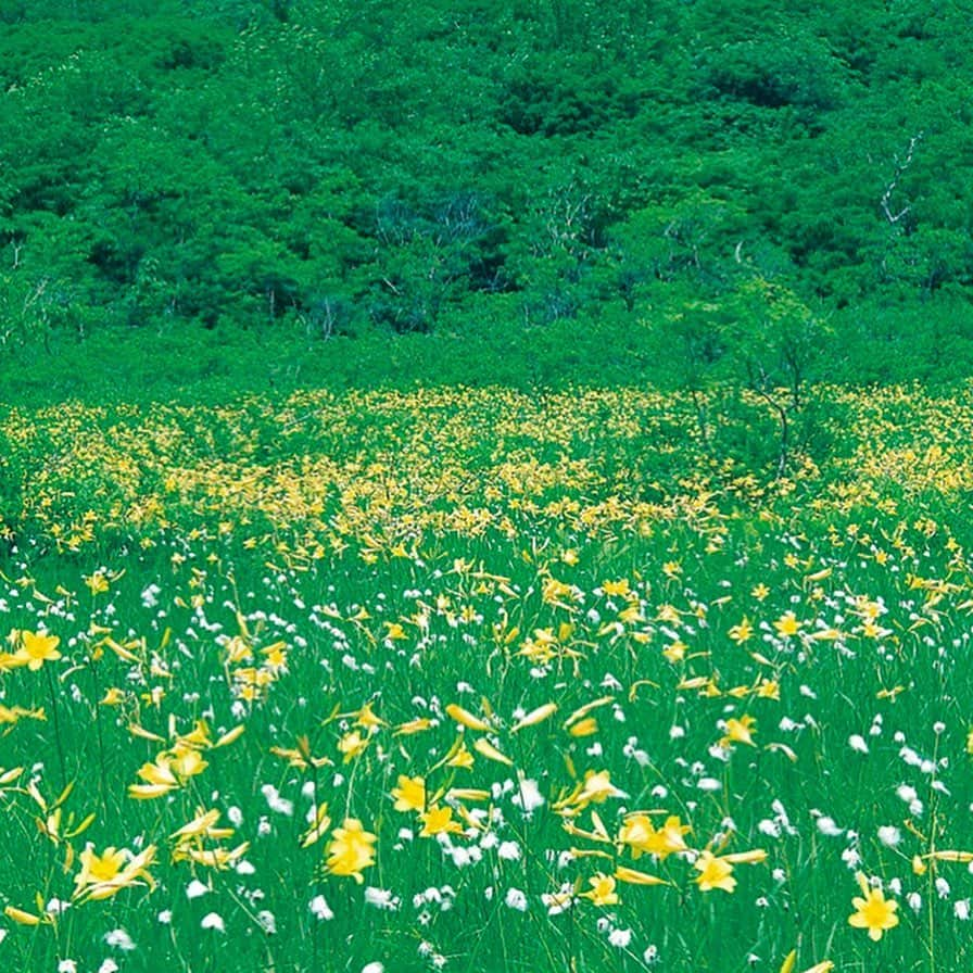 宮城県観光課さんのインスタグラム写真 - (宮城県観光課Instagram)「【#世界谷地原生花園 （栗原市）】 栗駒山南麓に広がる、尾瀬や八幡平に並ぶ大湿原。 ブナの原生林に囲まれ、多くの高山植物が群生します。 ６月中旬〜下旬のニッコウキスゲは特に有名で、湿原一面に咲きほこります。 交通:JR東北新幹線くりこま高原駅から車で約70分  #宮城#栗原市#栗駒山#登山#ハイキング#植物園 #高山植物#サザエさんの愉快なタビin宮城  #tohoku#miyagi#kurihara#mtkurikoma #mountainclimbing #hiking#alpineplant」6月12日 11時00分 - miyagi_pref_kankou