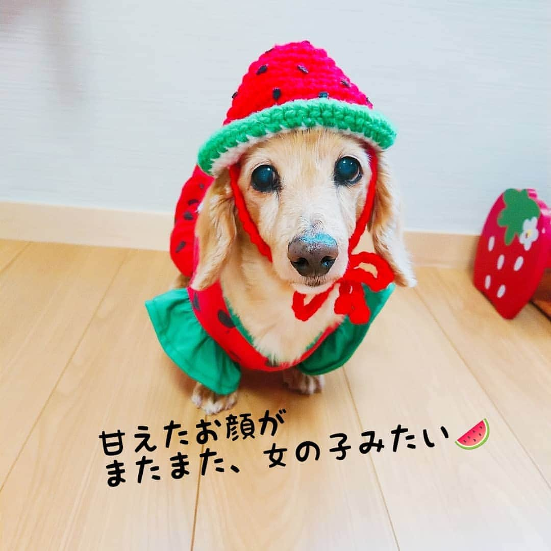 ピックさんのインスタグラム写真 - (ピックInstagram)「かわいいので、 おまけに✨ 、 #すいか  #被り物 #編み物 #犬のお洋服 #instadog #ilovedog #dogstagram #west_dog_japan #all_dog_japan #todayswanko #inulog #coolangel #ミニチュアダックス #ミニチュアダックスフンド #イヌスタグラム #いぬすたぐらむ #犬 #だいすき #美容 #ダイエット #いぬドル #かわいい #シニア犬 #14歳 #ピック #モデル犬 #イケワン #わんわん小学校」6月12日 11時17分 - pick09040904