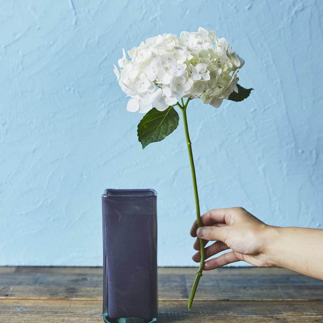 青山フラワーマーケットさんのインスタグラム写真 - (青山フラワーマーケットInstagram)「アジサイのお手入れ方法　▷▷ - - 「写真①  茎の長さを決めます」 ☞ まずは、飾る花瓶の高さに合わせて茎をカットする位置を決めましょう。目安は花瓶の高さの1.2倍程度に。 - 「写真②  茎を斜めにカット」 ☞ 清潔な花バサミやフラワーナイフを使って茎をカットします。 - 「写真③  給水面積はなるべく大きく」 ☞ アジサイは水が好きな花なので、給水面積を大きくするために斜めに切りましょう。 - 「写真④  花瓶の水はたっぷりの深水で」 ☞ 常にたっぷりの深水をキープ。水に栄養を与え、水を清潔に保つフレッシュフラワーフード（鮮度保持剤）を使いましょう。 - - ご自宅でアジサイを楽しまれる際には、ぜひ参考にしてみてくださいね。 - - - #梅雨空にあじさい#紫陽花#あじさい#アジサイ#梅雨#花のある暮らし#青山フラワーマーケット#rainyseason#flower#hydrangea#aoyamaflowermarket」6月12日 11時29分 - aoyamaflowermarket