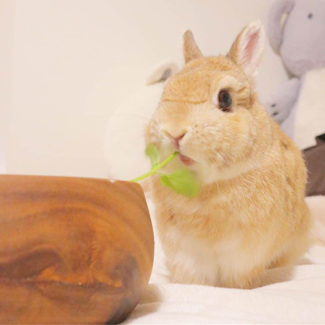 うー & なー ❤️ウチムラさんのインスタグラム写真 - (うー & なー ❤️ウチムラInstagram)「* ベランダ菜園の、ルッコラ、アシタバ、パクチー🌿 アンとウ〜ちゃんはどれもお気に入りです💓 なーちゃんはなぜか警戒して食べません😅 パクチーが特に、元気いっぱい育っています！✨ * 無事に冷蔵庫が届きました♡ いろいろ食べ物を買いに行きたいです♪ 金曜にはソファが届きます🛋 *  #bunny #rabbit  #animal  #pets #bunnystagram #rabbitstagram  #動物 #うさぎ #ネザーランドドワーフ #netherlanddwarf #オレンジ  #アンギーユ #アン #あんころ #アン子 #アン太郎 #canonEOSM100」6月12日 11時26分 - uu_una_mina