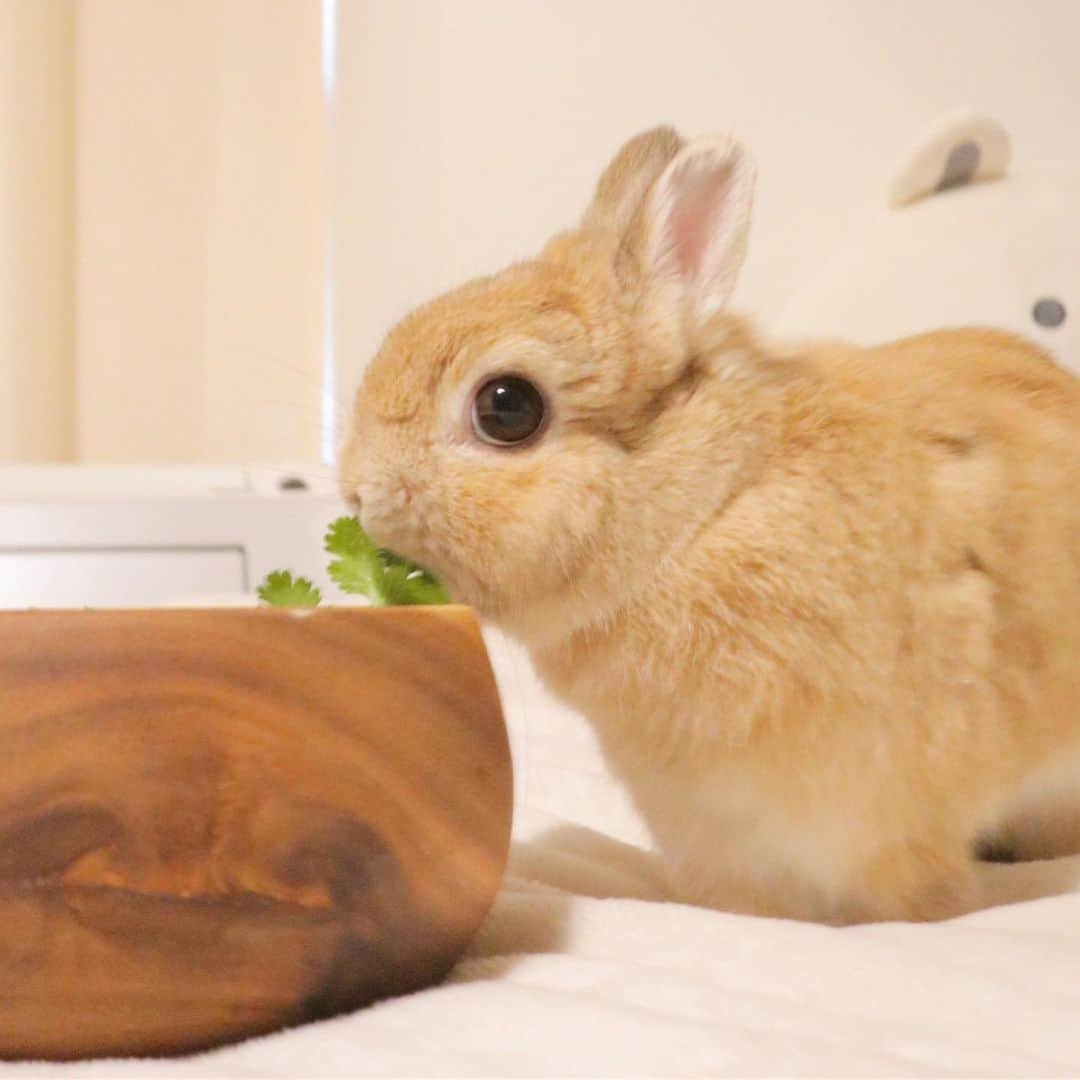 うー & なー ❤️ウチムラさんのインスタグラム写真 - (うー & なー ❤️ウチムラInstagram)「* ベランダ菜園の、ルッコラ、アシタバ、パクチー🌿 アンとウ〜ちゃんはどれもお気に入りです💓 なーちゃんはなぜか警戒して食べません😅 パクチーが特に、元気いっぱい育っています！✨ * 無事に冷蔵庫が届きました♡ いろいろ食べ物を買いに行きたいです♪ 金曜にはソファが届きます🛋 *  #bunny #rabbit  #animal  #pets #bunnystagram #rabbitstagram  #動物 #うさぎ #ネザーランドドワーフ #netherlanddwarf #オレンジ  #アンギーユ #アン #あんころ #アン子 #アン太郎 #canonEOSM100」6月12日 11時26分 - uu_una_mina