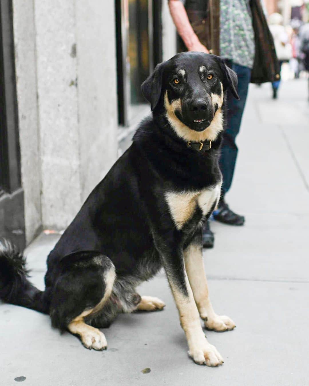 The Dogistさんのインスタグラム写真 - (The DogistInstagram)「Burdette, Anatolian Shepherd (2 y/o), Spring & Broadway, New York, NY • “His favorite food is my sandwich. My daughters named him after my father. It’s strange to go out every morning calling your father’s name, so I call him ‘black dog’.”」6月12日 11時38分 - thedogist