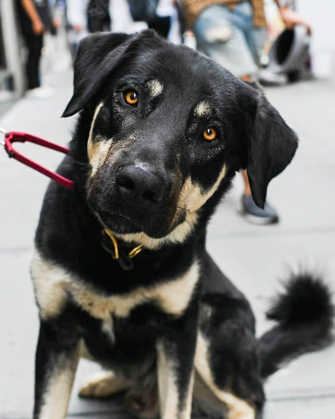 The Dogistさんのインスタグラム写真 - (The DogistInstagram)「Burdette, Anatolian Shepherd (2 y/o), Spring & Broadway, New York, NY • “His favorite food is my sandwich. My daughters named him after my father. It’s strange to go out every morning calling your father’s name, so I call him ‘black dog’.”」6月12日 11時38分 - thedogist