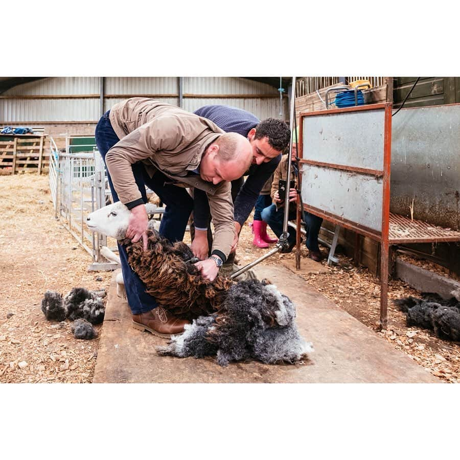 ウィリアム（ケンブリッジ公）さんのインスタグラム写真 - (ウィリアム（ケンブリッジ公）Instagram)「At Deepdale Hall Farm in Cumbria, The Duke and Duchess of Cambridge met the Brown familly, who have been farming in the valley near Lake Ullswater since the 1950s.  Farming and agriculture has a special place in the #LakeDistrict National Park, where farmers have worked centuries on some of the most challenging land in the country.  There are three generations living on Deepdale Hall Farm: Chris, his son Jimmy, Jimmy’s wife Robyn, and their four children.  Chris and Jimmy are proud of their hill-farming heritage and are keen to carry on farming in a traditional way.  The Duke and Duchess joined the Brown family, local farmers, and members of the Farmer Network to discuss some of the key challenges farmers are facing — including rural isolation, Brexit, and support payments.  Following the discussion, The Duke and Duchess spent time on the farm with the family tending to their flock of Herdwick and Swaledale sheep, joining them for sheep shearing, herding and dry stone walling.  @CumbriaCC #Cumbria #Ullswater」6月12日 3時04分 - princeandprincessofwales