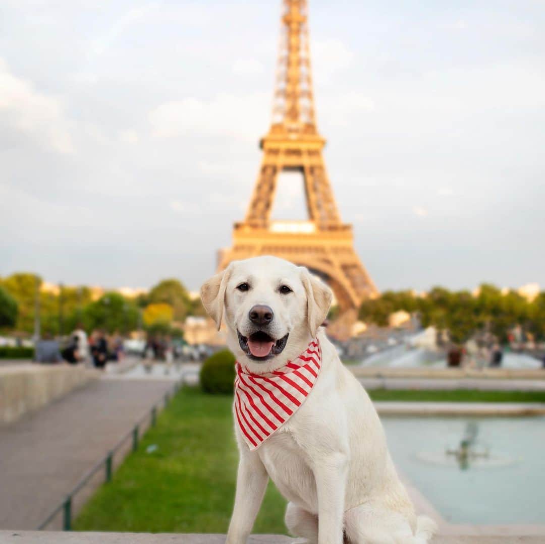 DogsOf Instagramのインスタグラム：「STORY TAKEOVER! "I'm Calvin! I'm a sock thief, snuggle buddy, hospital therapy dog, and in my free time....I like to travel the world. Come along and explore with me!" writes @calvin.thecanine | Tap our Stories and explore France with Calvin! #dogsofinstagram」