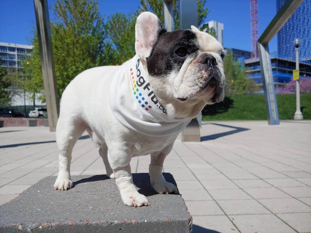 Manny The Frenchieのインスタグラム：「Summertime brings warmer weather, though sometimes sniffles and sneezes can also come with the season. But what if a sneeze is not just a sneeze? That’s why I’m partnering with Merck Animal Health to raise awareness on the prevention of #dogflu through vaccination.  Visit dogflu.com to learn more.  #canineinfluenza」