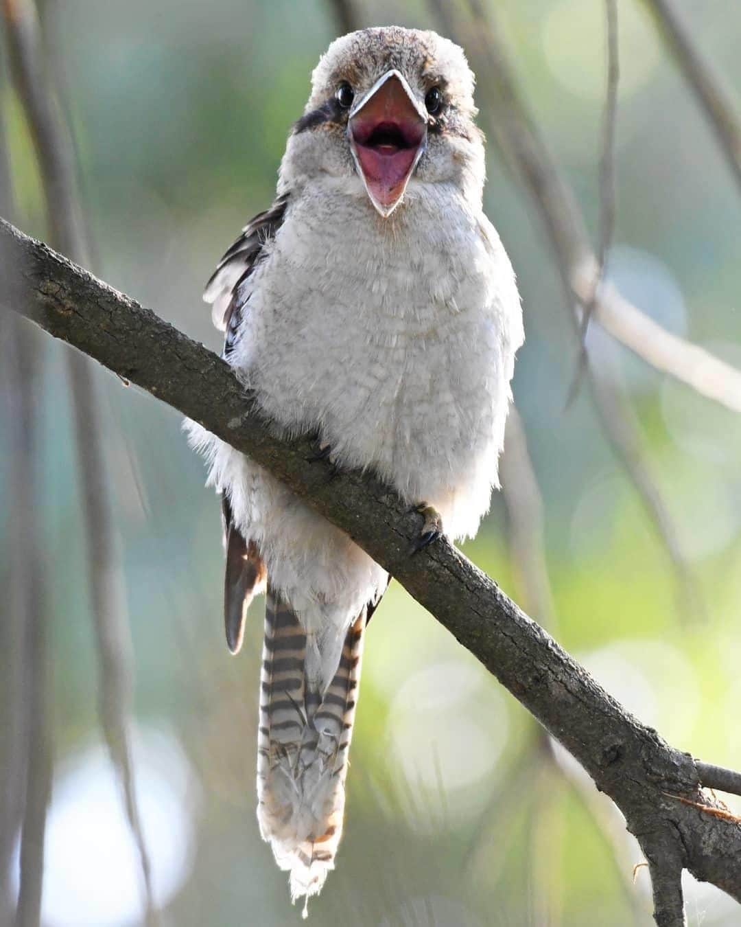 Australiaさんのインスタグラム写真 - (AustraliaInstagram)「“RISE AND SHINE!” 📢🐦 This handsome #kookaburra @gmwyncoll spotted at @visitcanberra’s  @jerrabomberrawetlands would make quite an effective alarm clock, we think. Just 10 minutes from #Canberra’s city centre, #JerrabomberraWetlands is a natural reserve that gives shelter to migrating birds from all over the world. Book a birdwatching tour at the reserve to learn more about the 200 species that call the wetlands home, and pick up some bird spotting skills along the way. It goes without saying that you should have your camera ready at all times on your stroll. 👀  #seeaustralia #visitcanberra #canberra #travel #wildlifephotography」6月12日 4時00分 - australia
