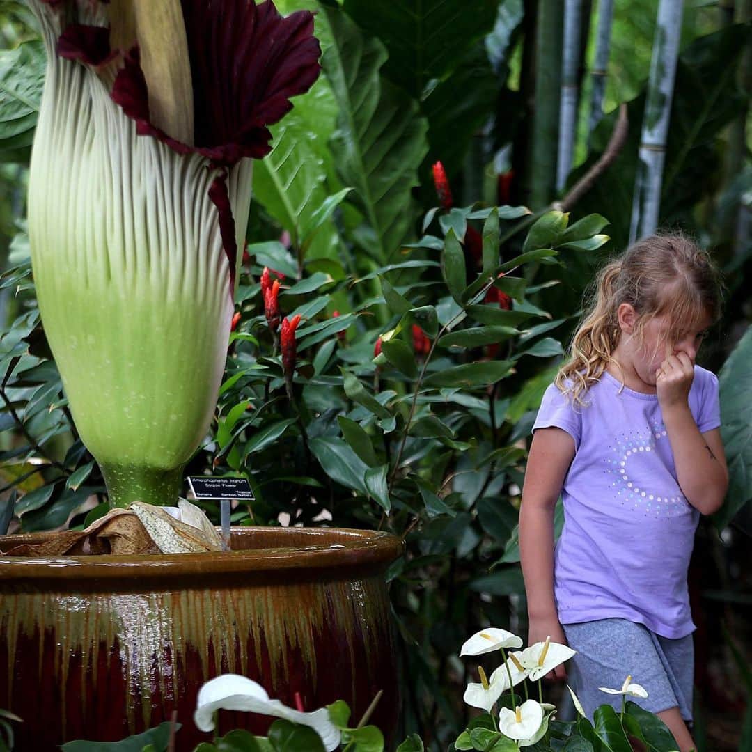 NBC Newsさんのインスタグラム写真 - (NBC NewsInstagram)「A 6-year-old girl holds her nose after smelling the #corpseflower as it blooms at the Tropical Bamboo Nursery and Gardens in Loxahatchee, #Florida. . 📷 Joe Raedle / @gettyimages」6月12日 4時30分 - nbcnews