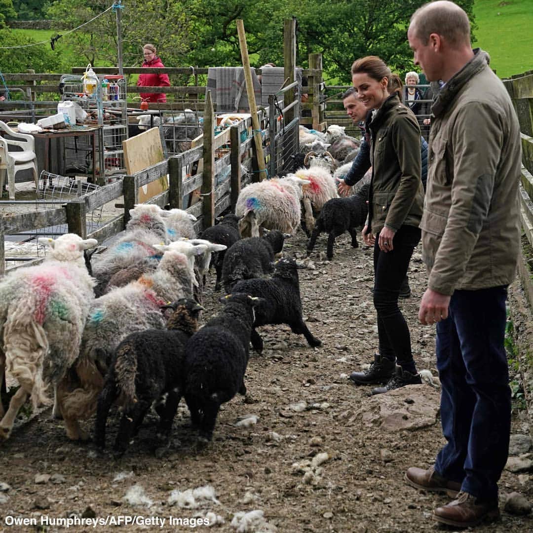 ABC Newsさんのインスタグラム写真 - (ABC NewsInstagram)「Prince William and Kate, the Duchess of Cambridge, shear a sheep, repair a stone wall and more during a visit to Deepdale Hall Farm in Cumbria, England. #royals #royalfamily #england #fatm #sheep」6月12日 5時13分 - abcnews